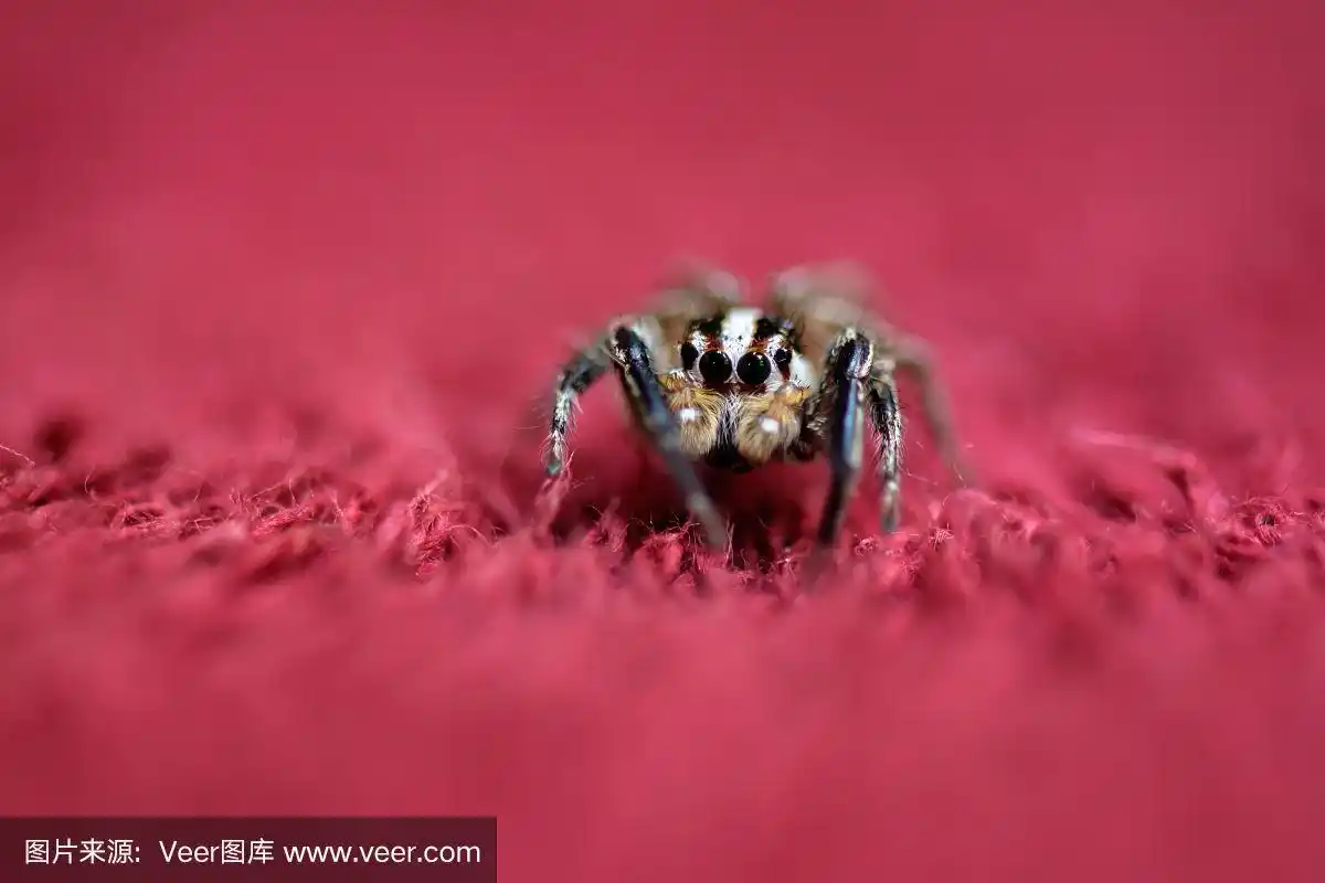 可爱的蜘蛛在红色的地面和背景