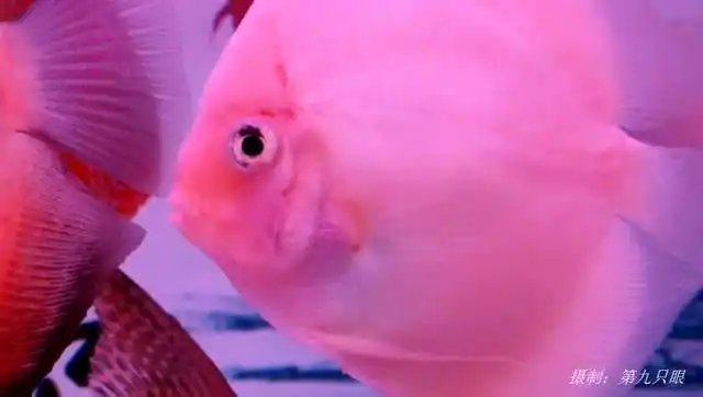 粉红色的观赏鱼样貌俊秀,在水中嘴巴一张一合游动着,有趣可爱