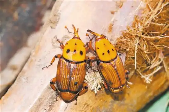 红棕象甲为国家林业检疫性有害生物.