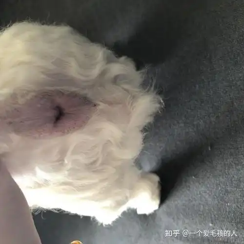 狗狗肛门特别大怎么回事 - 知乎