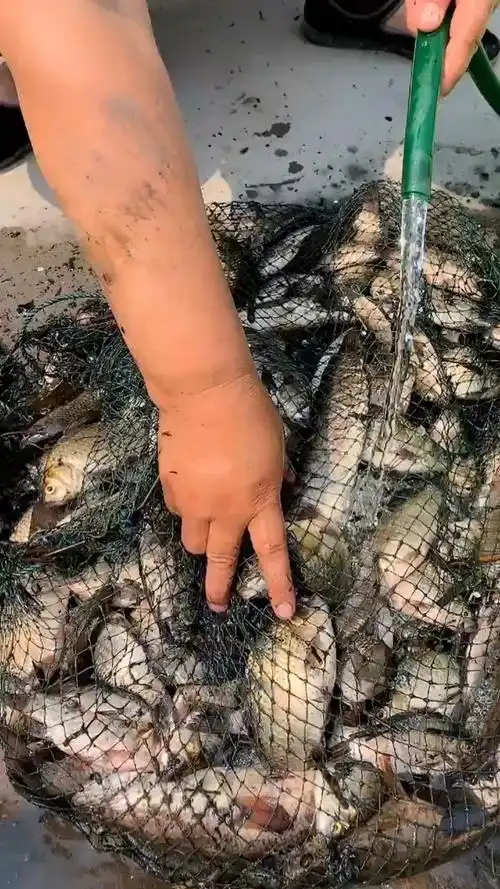 乡村生活#河里抓了好多鱼