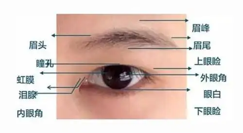 眼睛是人心灵的一扇窗子,眼睛的结构是美丽的,眼神能传达丰富的情感