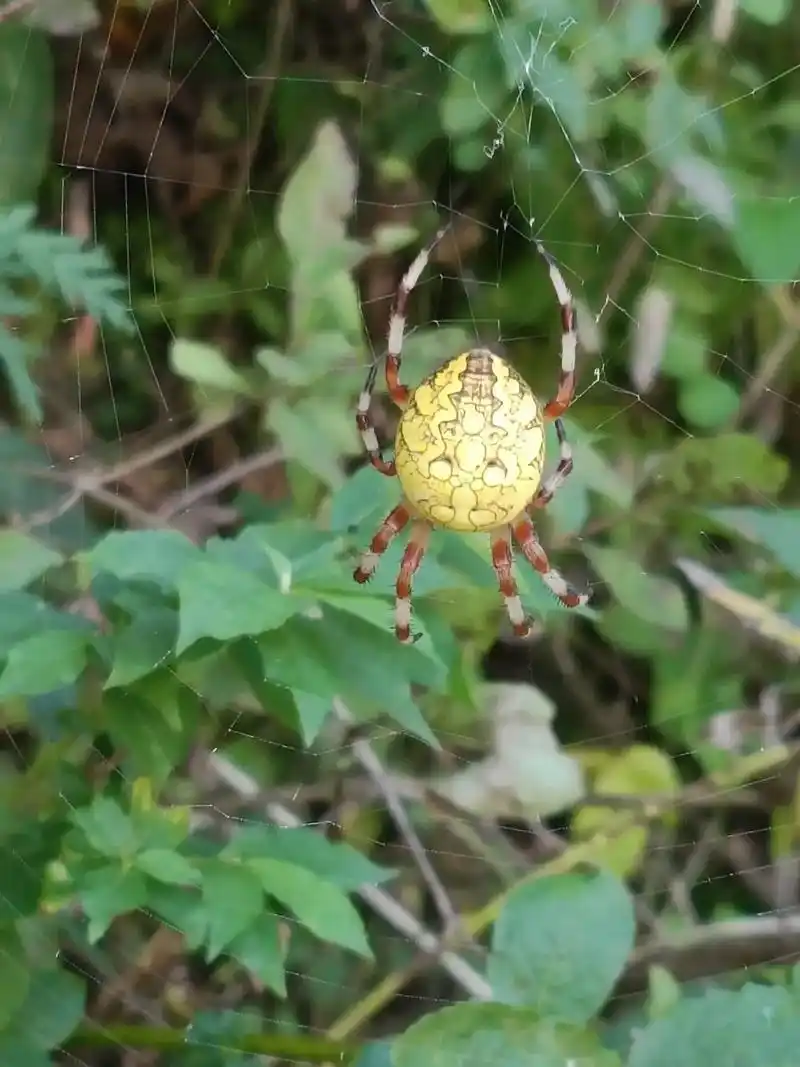 大蜘蛛身上的图案好诡异 - 抖音