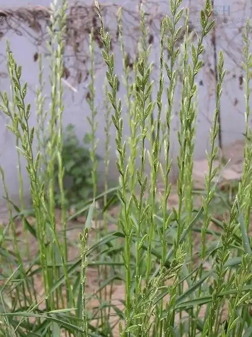 什么是多花黑麦草都有哪些用途如何防治病虫害