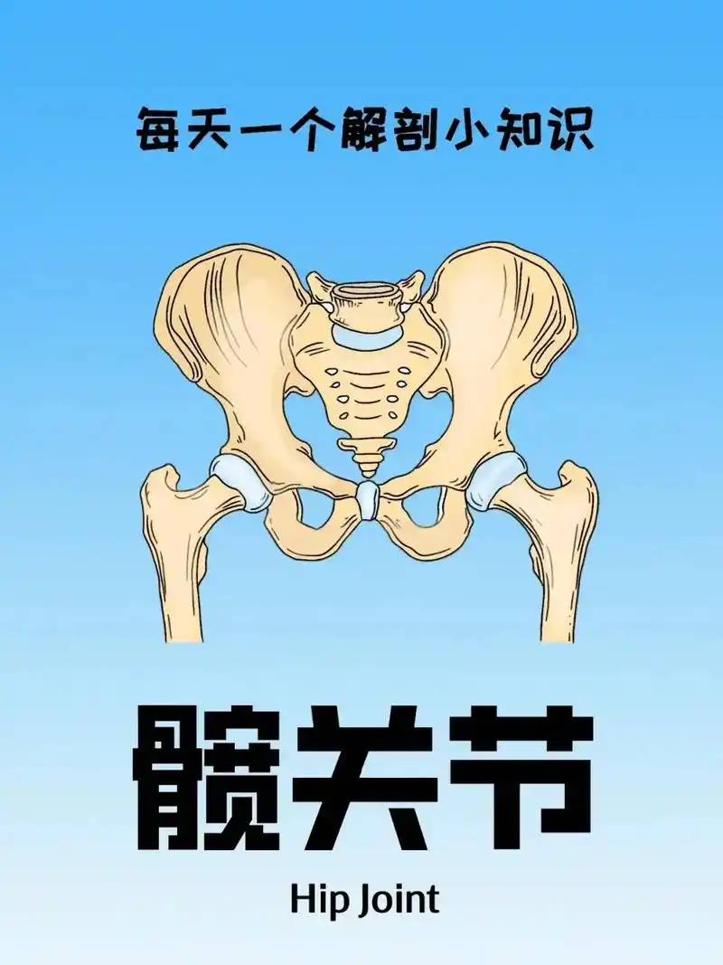 解剖日记之髋关节.髋关节由凹状的髋臼与凸状的股骨头构成,属  - 抖音