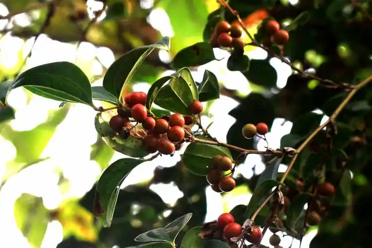 小果菝葜菝葜科菝葜属