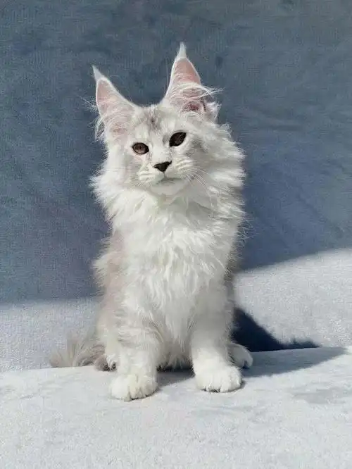 5个月#缅因猫  #缅因  #缅因库恩猫  #银虎斑缅因猫