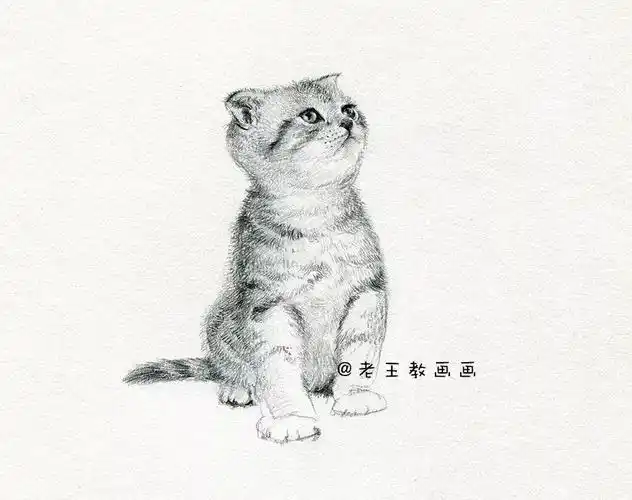 猫素描画法教程?一步一步教画真猫? - 设计盒