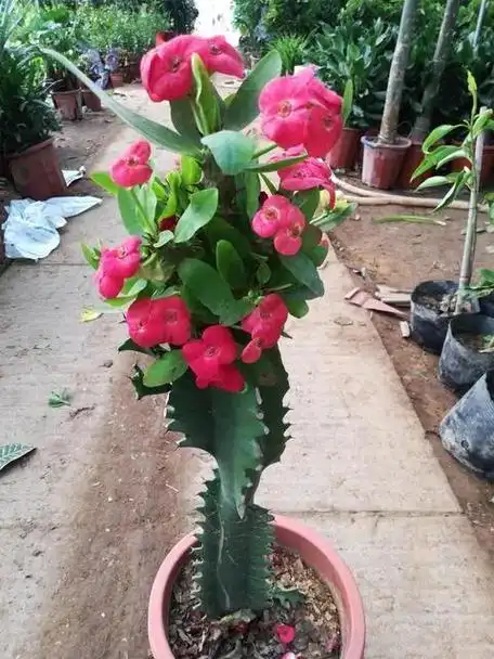 龙骨花开花图片大全 - 搜狗图片搜索