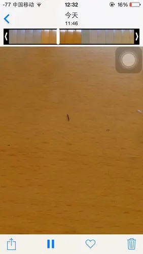 在家里发现一种虫子会咬人,褐色长条形应该是软的.