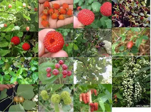 有谁知道这些野果的名字?