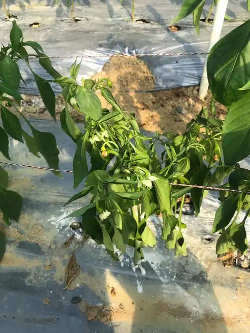 老师好,辣椒枯萎从结果到现在断断续续一直都有死苗,一共四垄地,中间