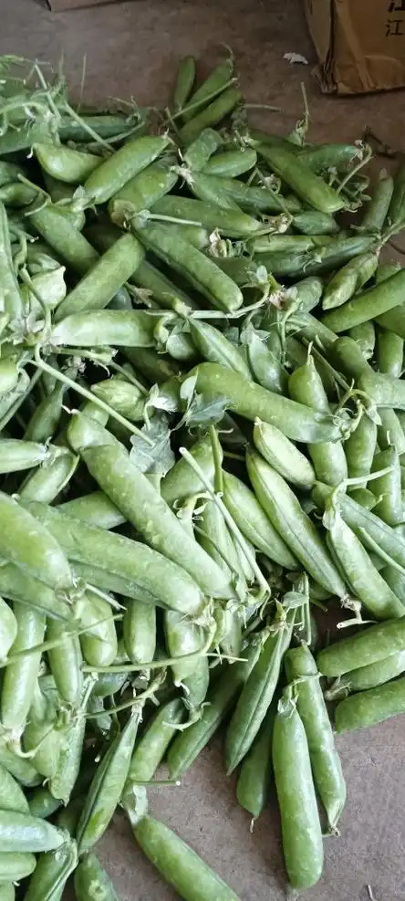 甜豆云南新鲜带壳豌豆荚青豆豆角农家蔬菜水果豆荚新鲜豆类