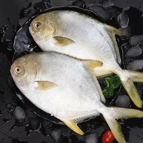 日常生活:金鲳鱼是海鱼还是淡水鱼-小虾米