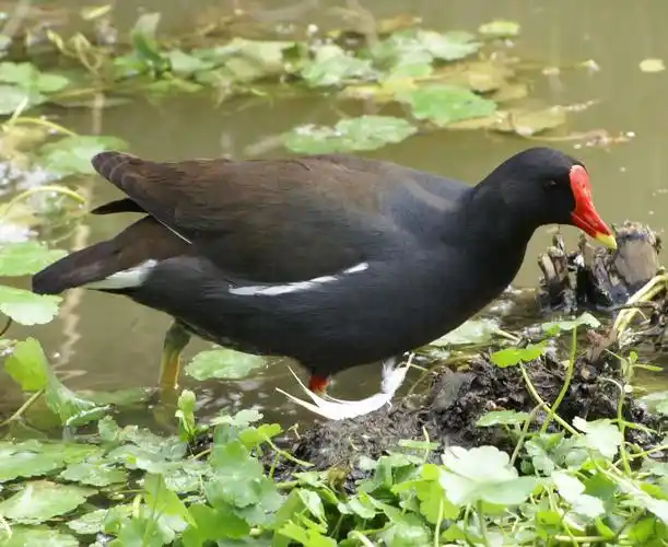 [sony][sony]红冠水鸡