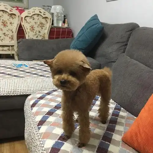 不过我倒是真心觉得泰迪现在的造型还挺不错的