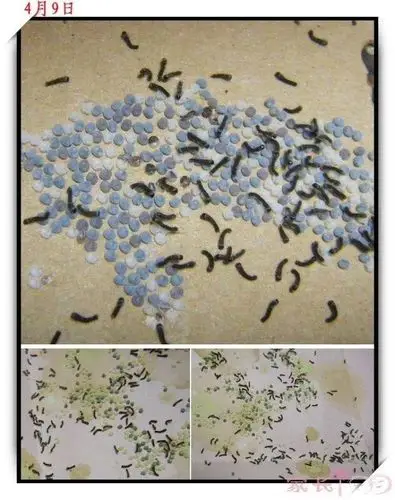 维多利亚幼儿园(维多利亚幼儿园)小班级居家亲子保教指导活动(七)