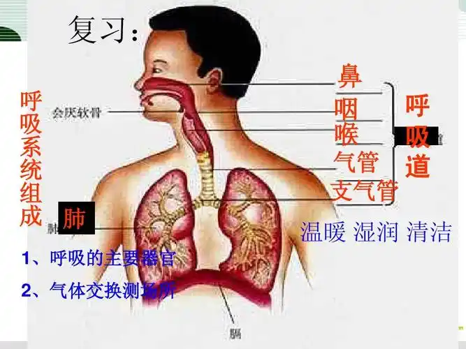 1,呼吸的主要器官 2,气体交换测场所 鼻 咽 喉 呼 吸 气管 道 支气管