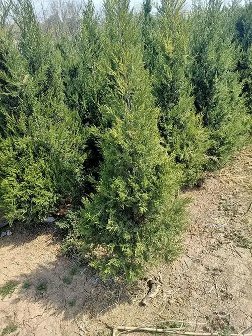 柏树什么寓意松树盆景的寓意和意义