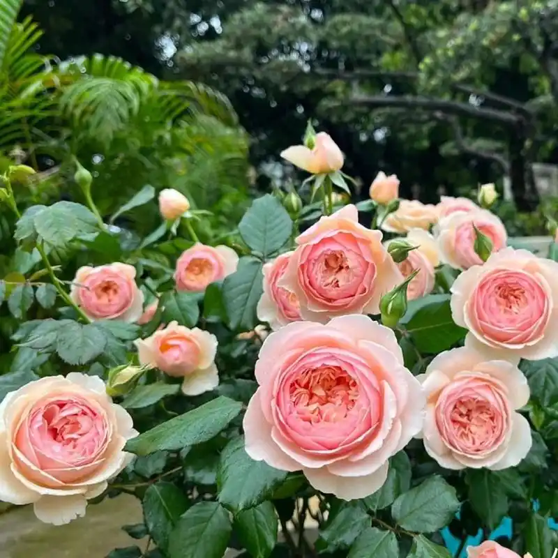 是真的的很优秀的一款月季,应该没人不喜欢 真宙月季的优缺点如下: 真