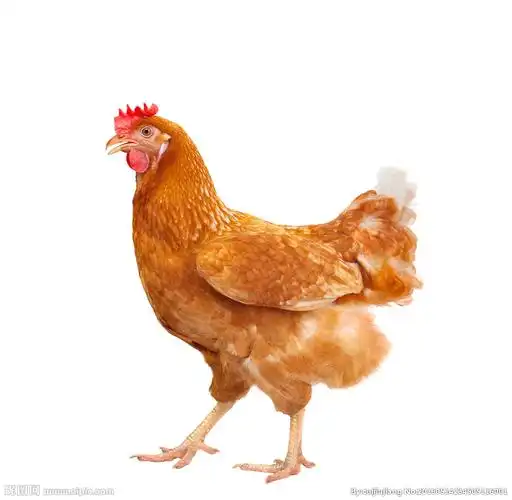 母鸡摄影图__家禽家畜_生物世界_摄影图库_昵图网nipic.com