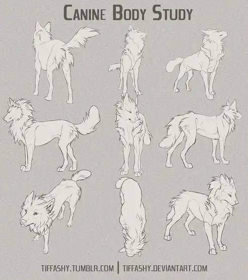 图源da兽体教程