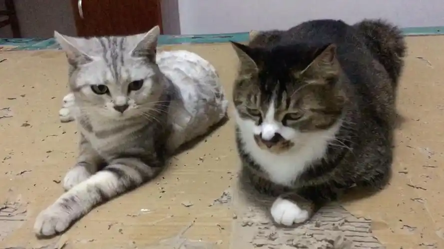 狸花猫,美短.背景音:大暴雨,可能有点吵.