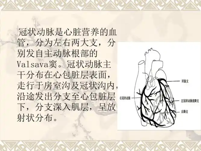 冠状动脉解剖ppt