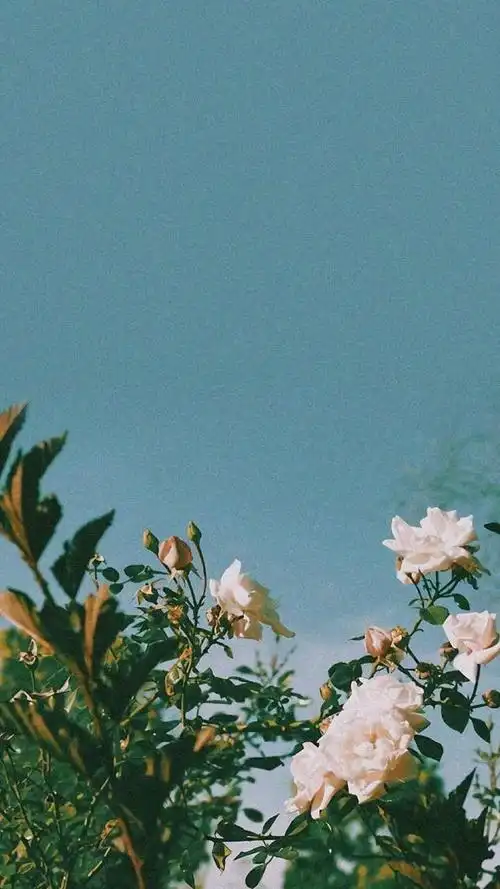 唯美花朵ins背景壁纸深意总迟解将爱却晚秋