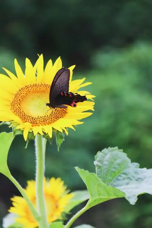 向日葵蝴蝶