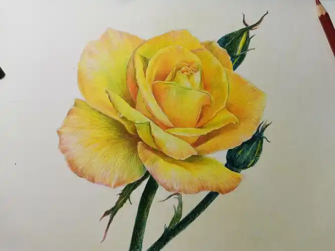 彩铅绘～《黄色月季》