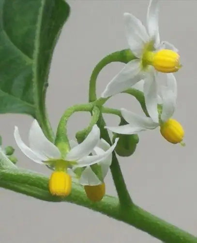 我的花模——龙葵