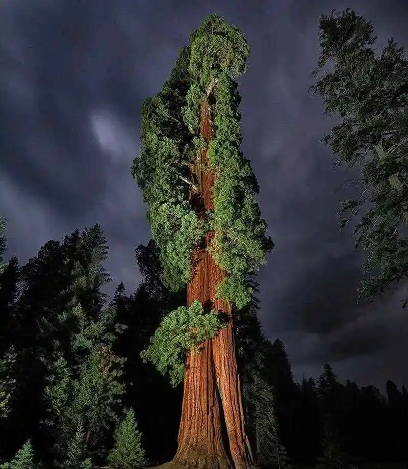 正在消失的巨人图中的巨型红杉高 300 英尺,耸立在加利福尼亚红杉国家