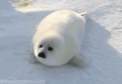 250_172gif 动态图 动图