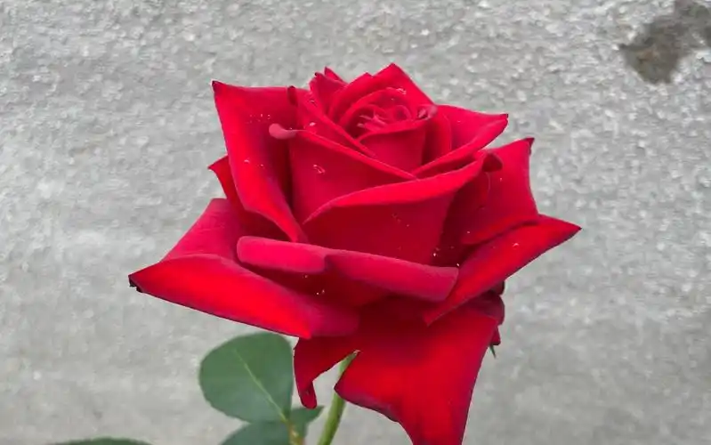 卡罗拉月季,大爱红色丝绒质感的高杯月季,但是为什么美人喜欢养它呢