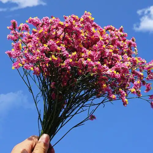 云南满天星勿忘我干花束大束 客厅装饰品摆件真花花卉鲜花插花