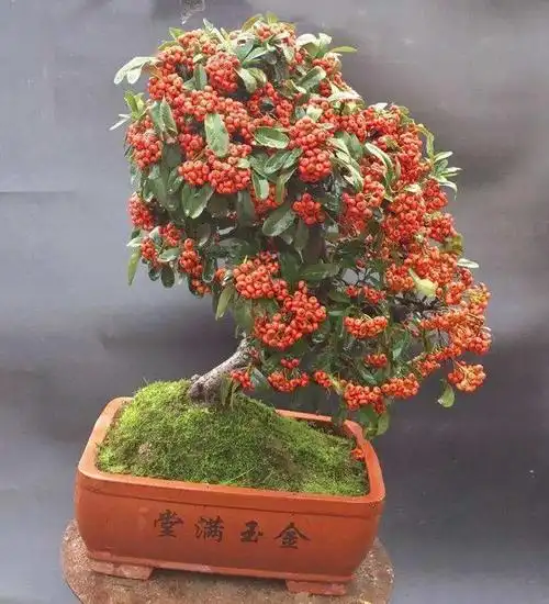 它叫作红子刺,称为救军粮,又称为救命粮,有三个用处你知道吗?