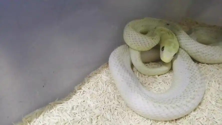 【白边王锦蛇】 价值超过5000人民币的国产蛇(五娘)各种宠物蛇介绍1