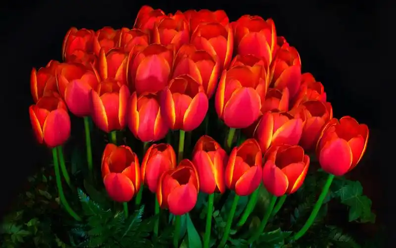 many red tulips, darkness