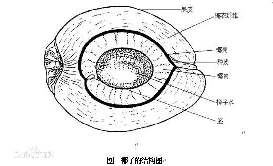 那么让我们看一下椰子的结构