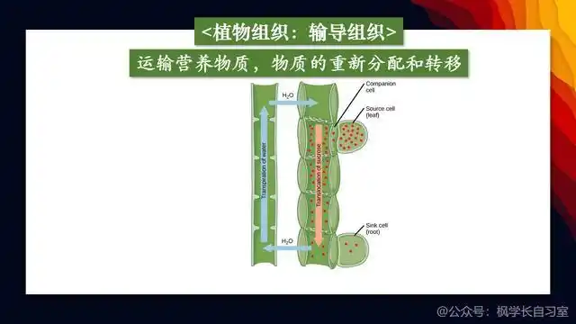 「枫学长 - 高中生物」:组织和细胞