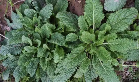 是咳嗽及支气管炎的特效药!