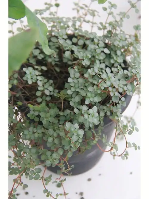 适合阳台种植的bb草冷水花