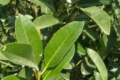 如何自炒制苦丁茶_苦丁茶的炒制方法和存放