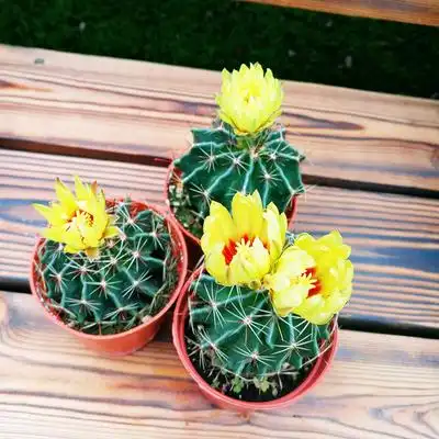 网刺球实生开花仙人球多肉植物新手好养室内盆栽绿植正欣园艺