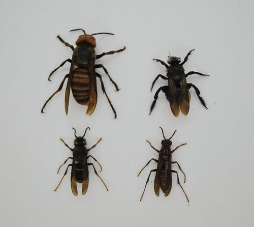 真昆虫知了蝴蝶标本幼儿园教学用具科普实验diy已展姿品种可自选