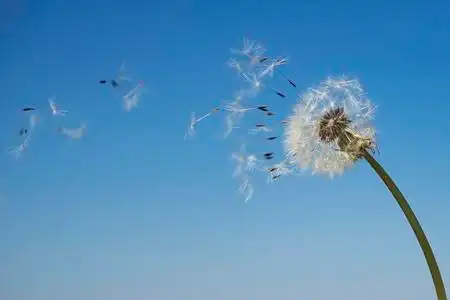 蒲公英的宁静平衡表在早晨的阳光,湛蓝的天空在风中吹蒲公英的种子