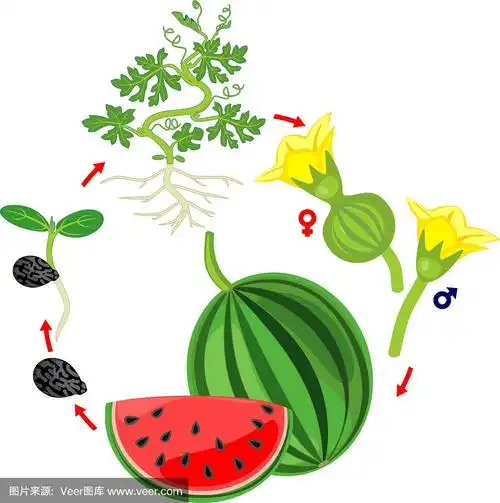 西瓜从种子和发芽到收获的生长阶段在白色背景上分离