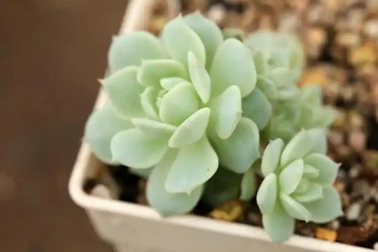 美丽多肉植物图片 - 第24张