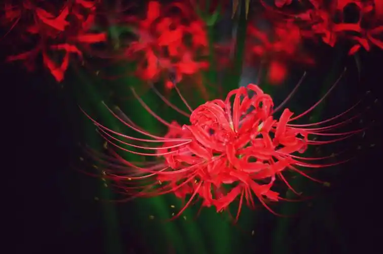 曼殊沙华~彼岸花